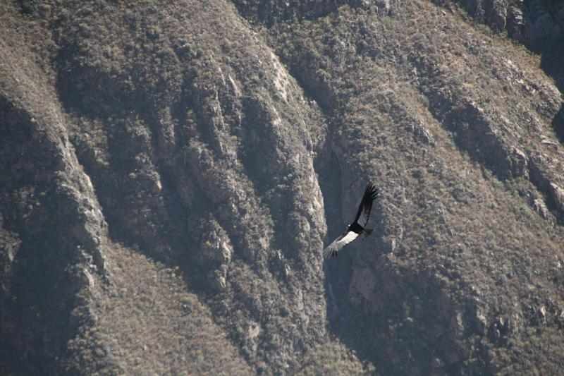 Peru 0835